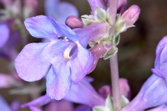 Penstemon carnosus