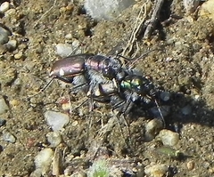 Cicindela scutellaris