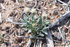 Chamaechaenactis scaposa