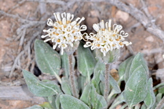 Chamaechaenactis scaposa