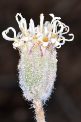 Chamaechaenactis scaposa