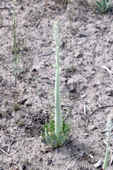 Caulanthus crassicaulis