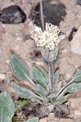 Chamaechaenactis scaposa