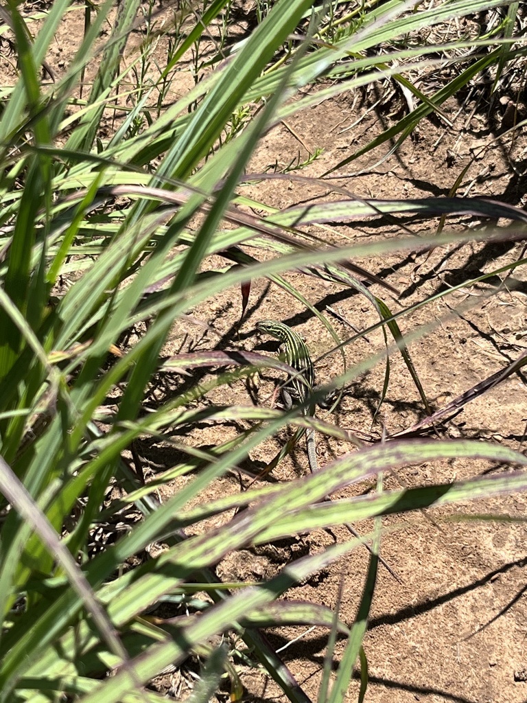 Six lined Racerunner From Geneseo KS US On June 10 2024 At 12 07 PM six-lined-racerunner-from-geneseo-ks-us-on-june-10-2024-at-12-07-pm