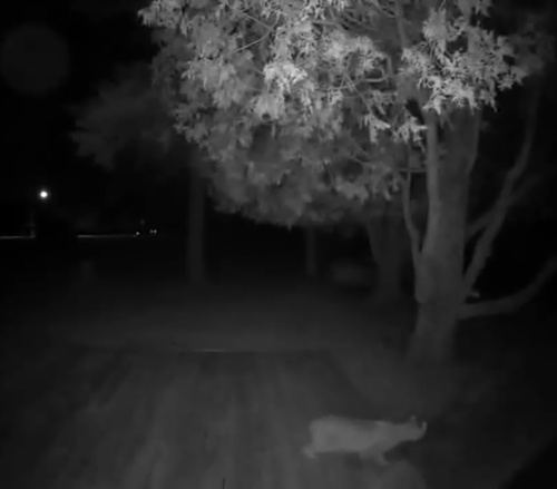Bobcat photographed in Michigan