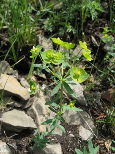 Euphorbia rossica