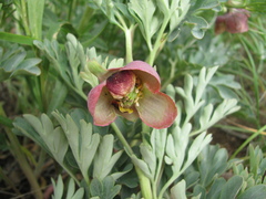 Paeonia brownii