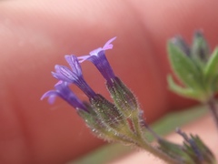 Allophyllum gilioides