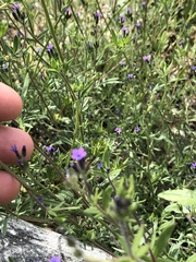 Allophyllum gilioides