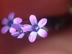 Allophyllum gilioides