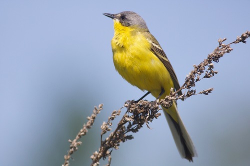 Lavandera boyera (Motacilla flava)