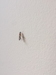 Ptecticus testaceus