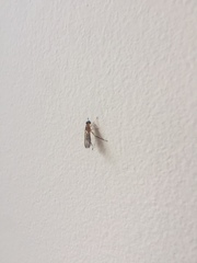 Ptecticus testaceus