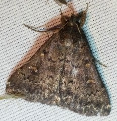 Hypenula cacuminalis