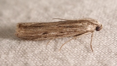 Amphithrix sublineatella