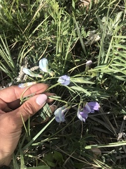Vicia ludoviciana