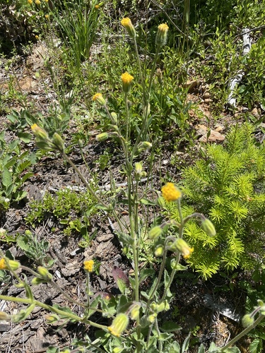 Rayless arnica (Arnica discoidea)