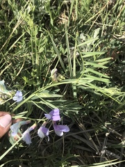 Vicia ludoviciana