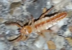 Ammotrechidae