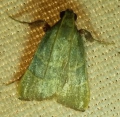 Basacallis tarachodes