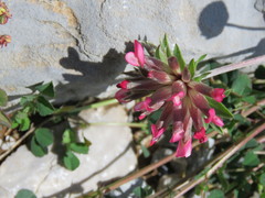 Anthyllis vulneraria rubriflora