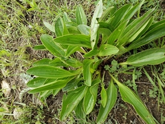 Arnoglossum plantagineum