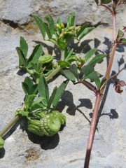 Medicago rugosa