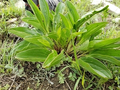Arnoglossum plantagineum