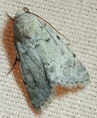 Leucocnemis perfundis