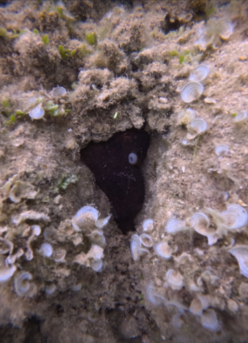 Octopus cyanea observed 2024-05-29