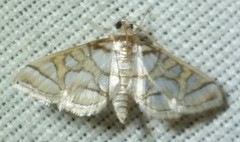 Pseudopyrausta santatalis