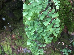 Adiantum shastense