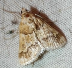 Pseudoschinia elautalis