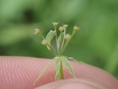 Osmorhiza brachypoda