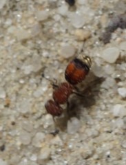 Pseudomethoca simillima