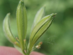 Osmorhiza brachypoda