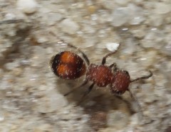 Pseudomethoca simillima