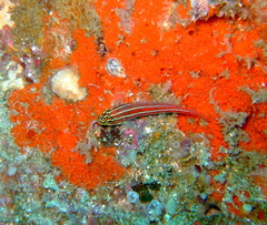 Helcogramma striata