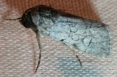 Sympistis sectiloides