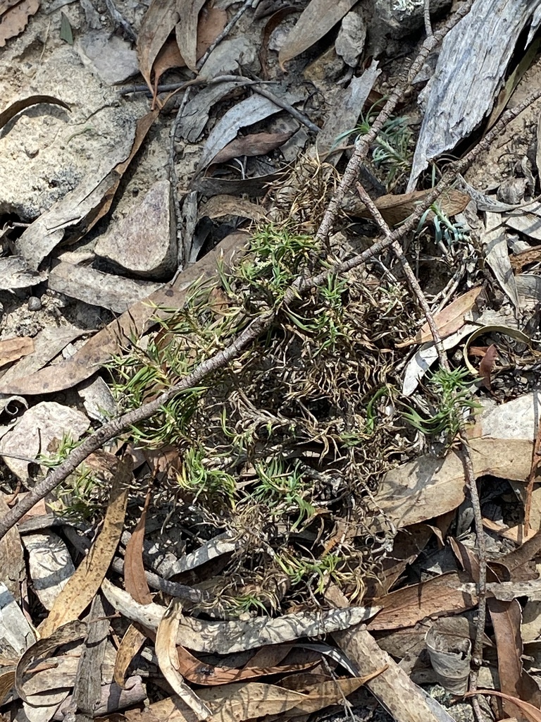 Fish Bones from Gorman Rd, Goulburn, NSW, AU on March 30, 2024 at 0145 PM by Ciaran Ernst