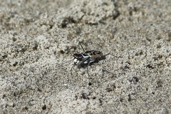 Habroscelimorpha dorsalis