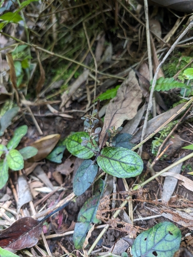 Strobilanthes reptans observed 2024-06-10