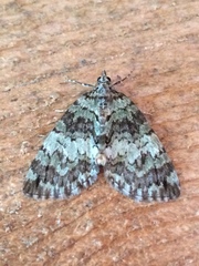 Hydriomena speciosata