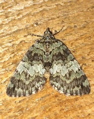 Hydriomena speciosata