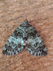 Hydriomena speciosata