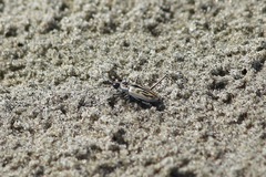 Habroscelimorpha dorsalis