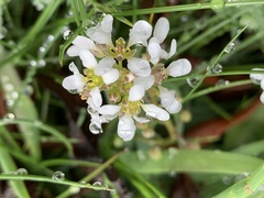 Cochlearia officinalis