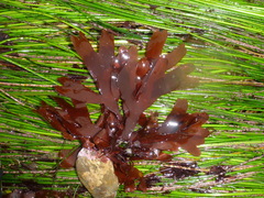 Stenogramma californicum