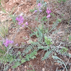 Oxytropis teres