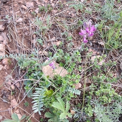 Oxytropis teres